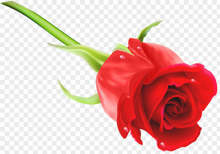 Red Rose Clip Art Image Purple PNG