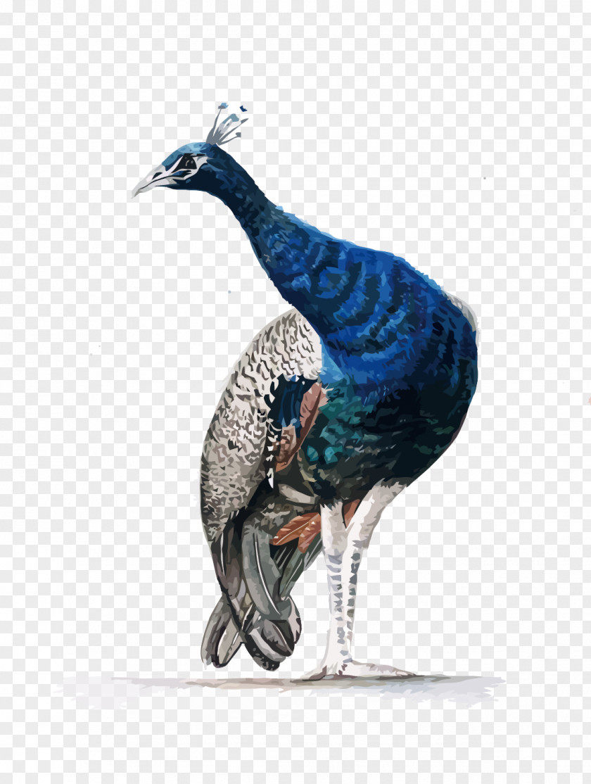 Vector Peacock Watercolor Painting Asiatic Peafowl PNG