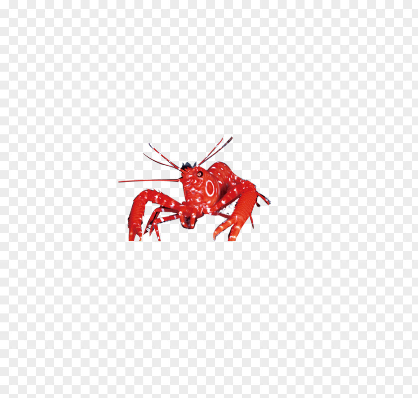 Lobster Decapoda Palinurus Elephas PNG