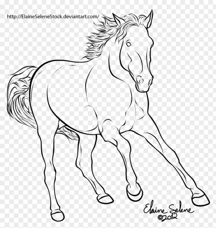 Mustang Mule American Paint Horse Stallion Foal PNG