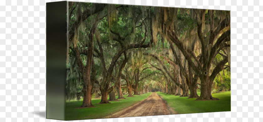 Spanish Moss Landscape Plantation PNG