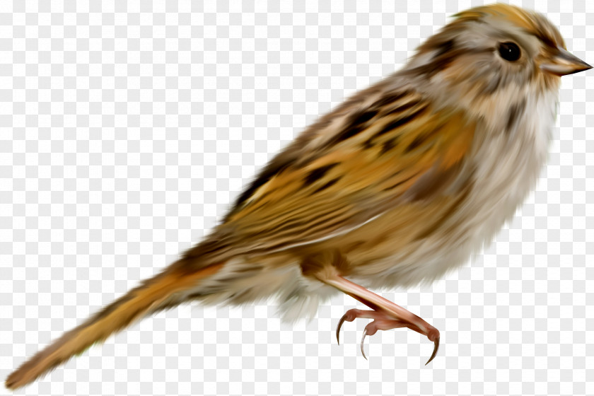 Sparrow House Bird PNG