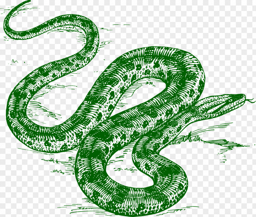Anaconda Snake Drawing Line Art Clip PNG