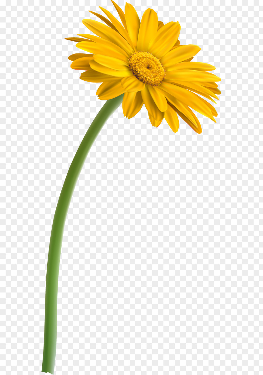 Flower Yellow Transvaal Daisy Red Green PNG