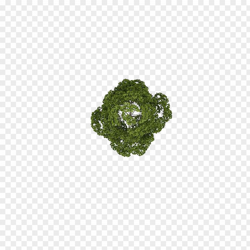 Overlooking The Camphor Tree PNG the camphor tree clipart PNG