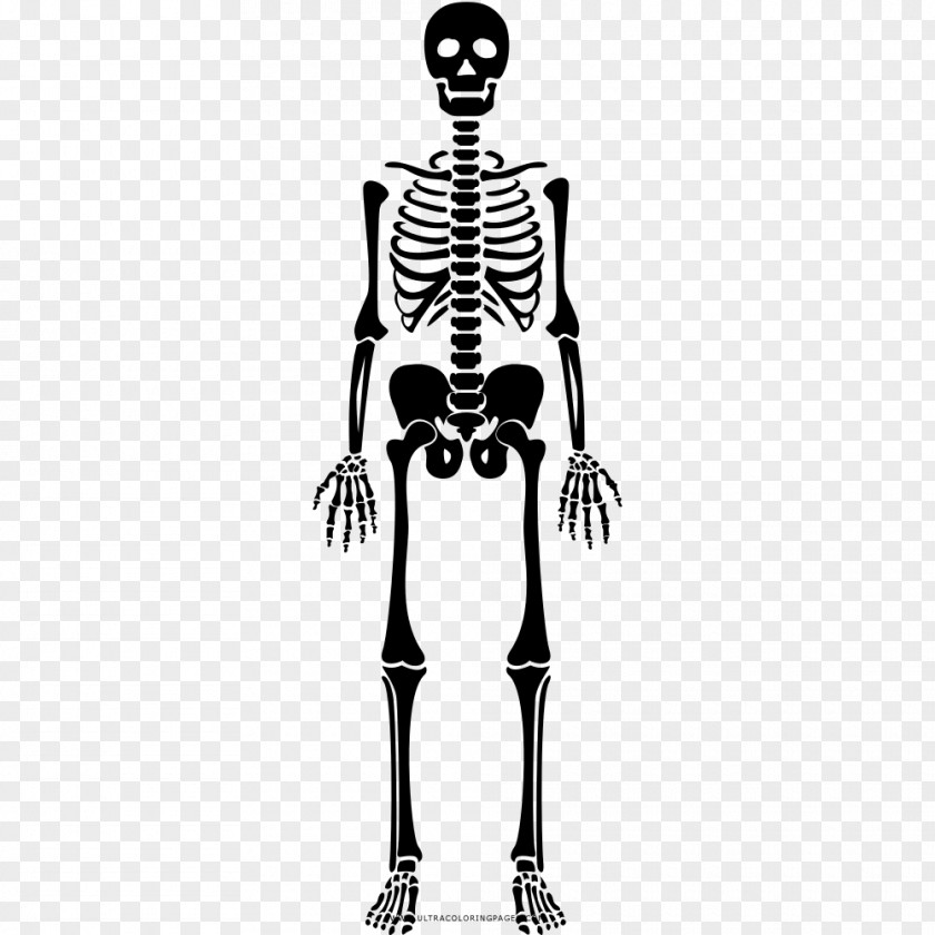 Skeleton Human Bone Drawing Coloring Book PNG