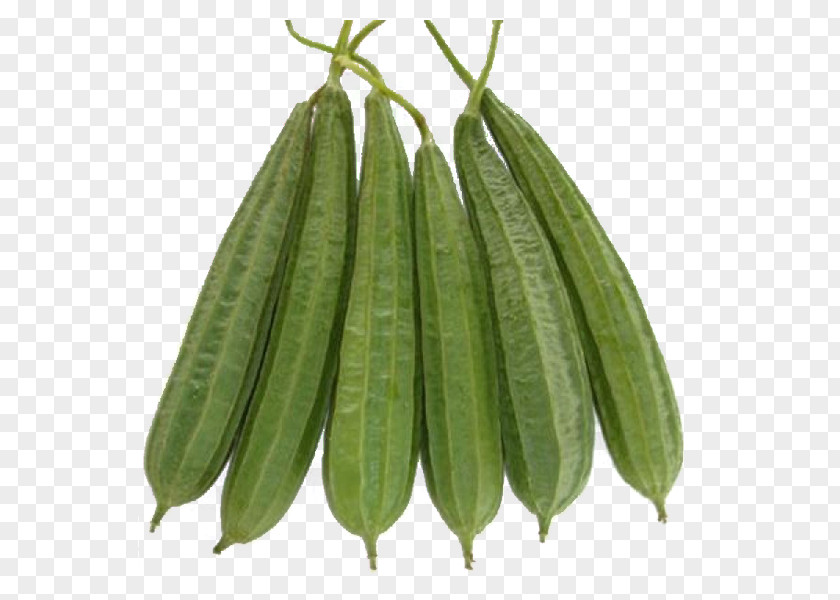 Vegetable Luffa Acutangula Gourd Calabash Seed PNG