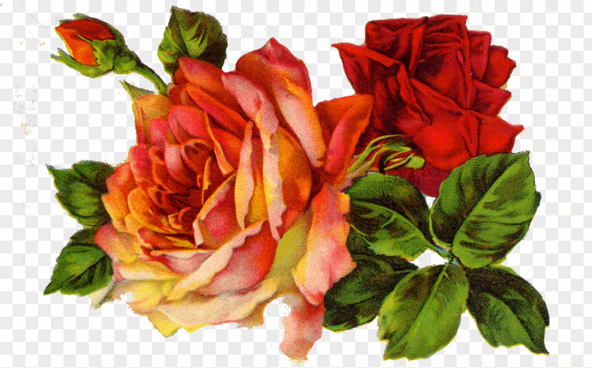 Vintage Roses Images Rose Clothing Scrapbooking Clip Art PNG
