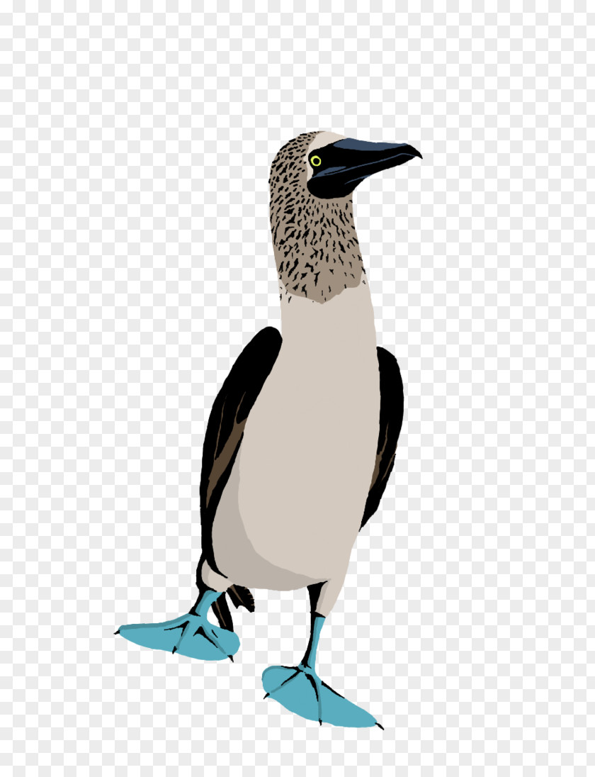 Blau Footed Boobie Blue-footed Booby Bird Drawing Red-footed Penguin PNG
