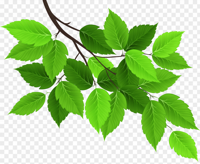 Branch With Green Leaves Clip Art Image Leaf PNG