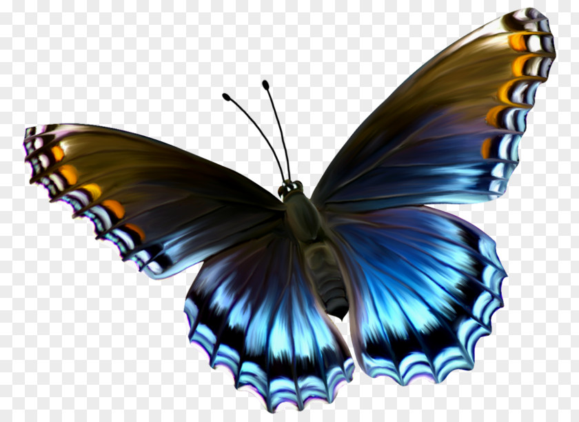 Butterfly Glasswing Insect Caterpillar Menelaus Blue Morpho PNG