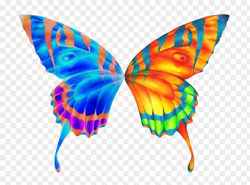 Butterfly Wing Clip Art PNG