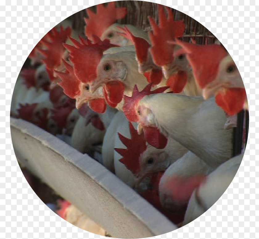 Chicken Sivas Governorship Avian Influenza Rooster Hafik PNG