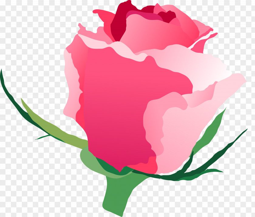 Computer Garden Roses Centifolia Desktop Wallpaper Petal Clip Art PNG