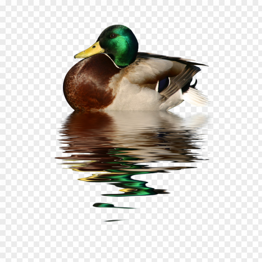 Duck Cygnini Watercolor Painting Image PNG