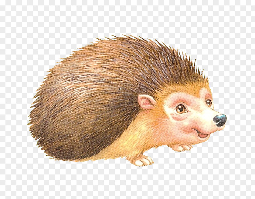 Hedgehog Domesticated Rat Porcupine Clip Art PNG