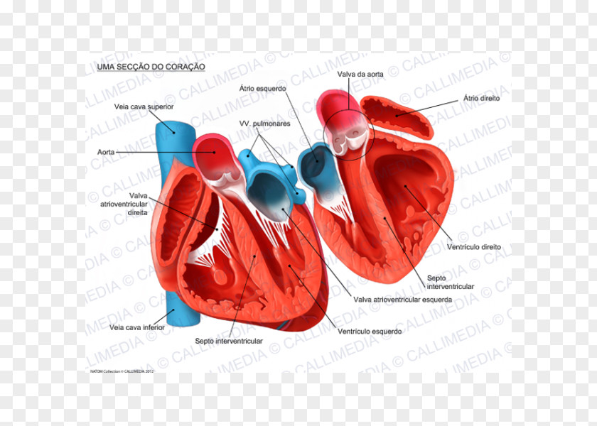 Human Heart Anatomy Organ Cross Section PNG heart section, clipart PNG