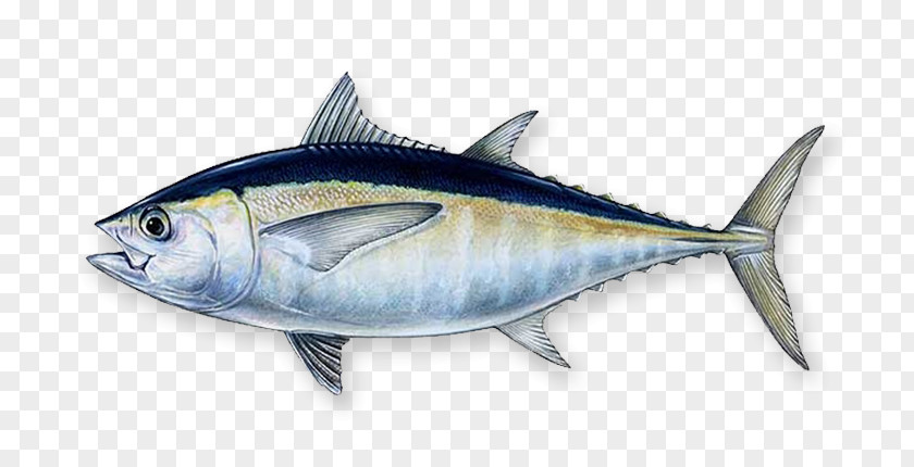 Sea Cucumber Blackfin Tuna Southern Bluefin Atlantic Yellowfin Fishing PNG