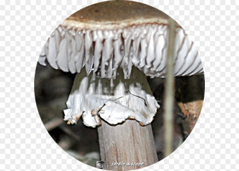 Agaricales Jaw PNG