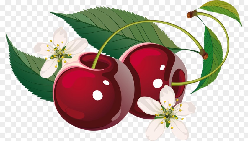 Cherry Sweet Cerasus Clip Art PNG