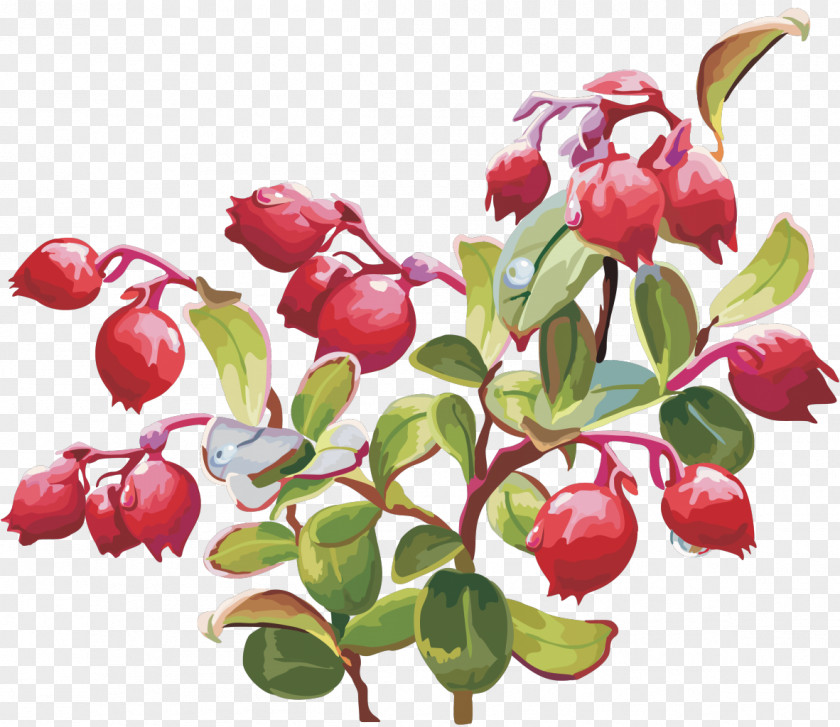 Cranberry Berries Clip Art Fruit Cherries PNG
