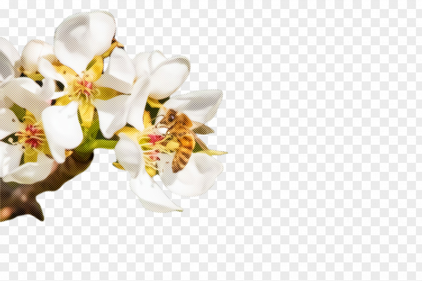 Cut Flowers Moth Orchid White Flower Plant Blossom Petal PNG