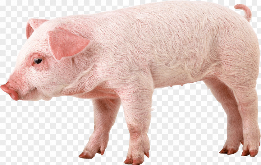 Pig Png Image Don't Starve Together Domestic The King Facetious Nights Of Straparola Pig: Southern Table PNG