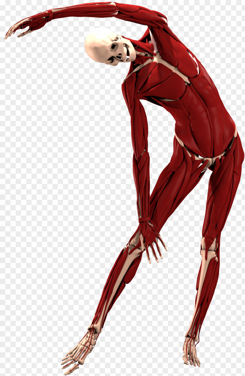 Anatomy Muscle Performing Arts PNG