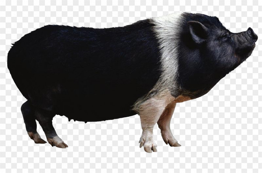 Black Boar Miniature Pig Wild 