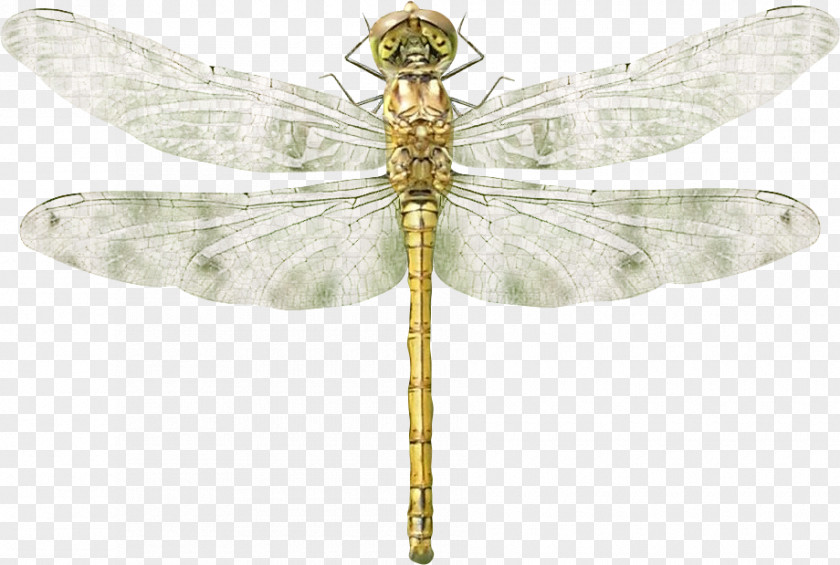 Dragonfly Material PNG