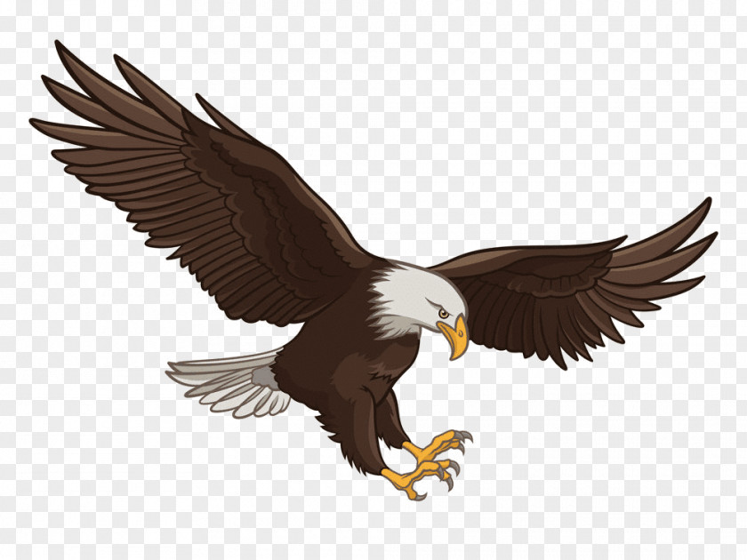 Eagle Bald Vector Graphics Royalty-free Stock Photography Illustration PNG