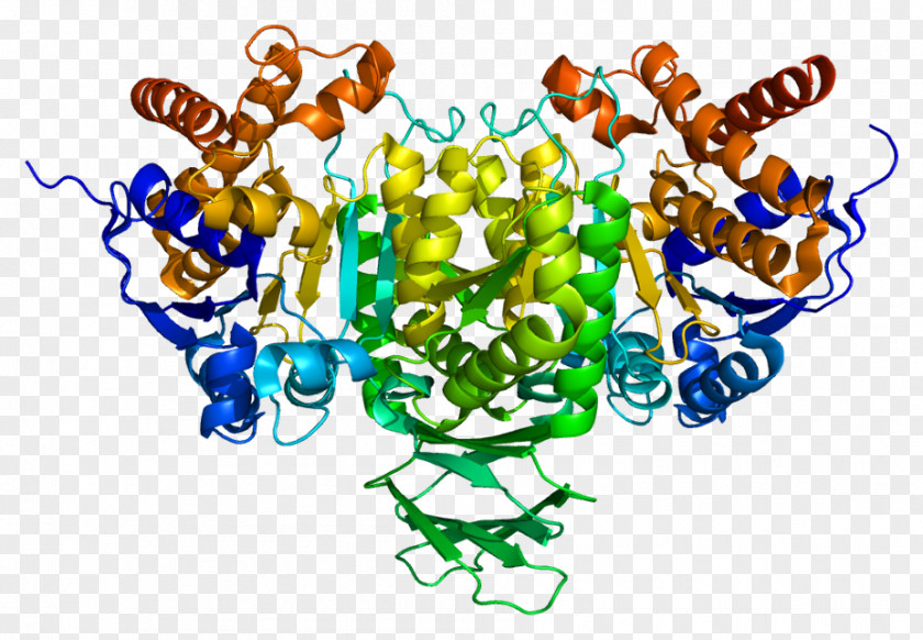 IDH2 IDH1 Isocitrate Dehydrogenase IDH3A Gene PNG