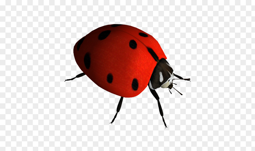 Ladybug Insect Ladybird Clip Art PNG