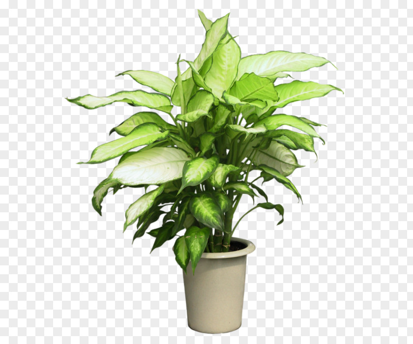 Magnolia Syngonium Podophyllum Houseplant Flowerpot PNG