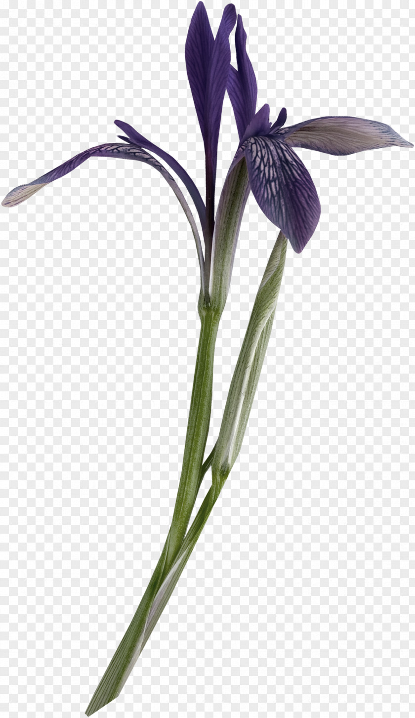 Retro Decor Cut Flowers Plant Stem Petal Violet PNG