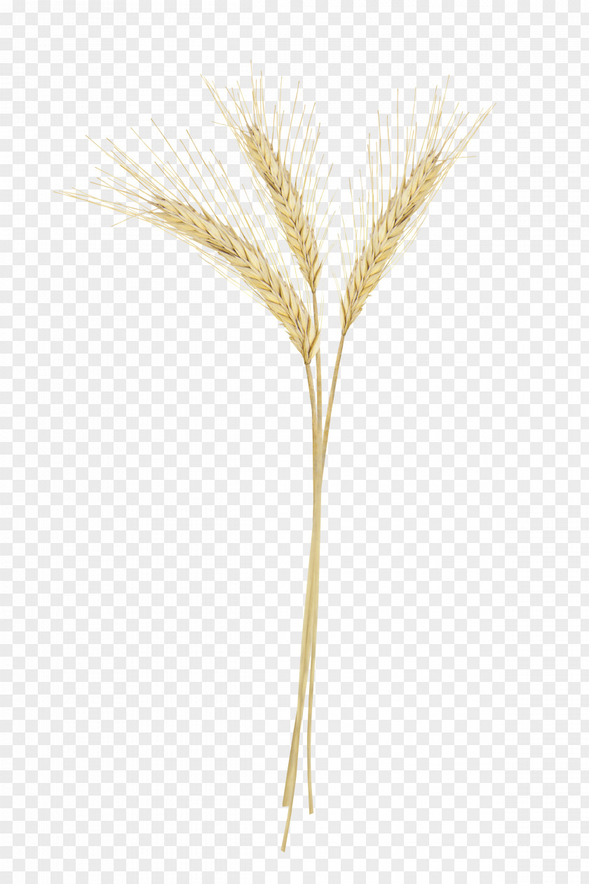 Rice Grasses Family PNG