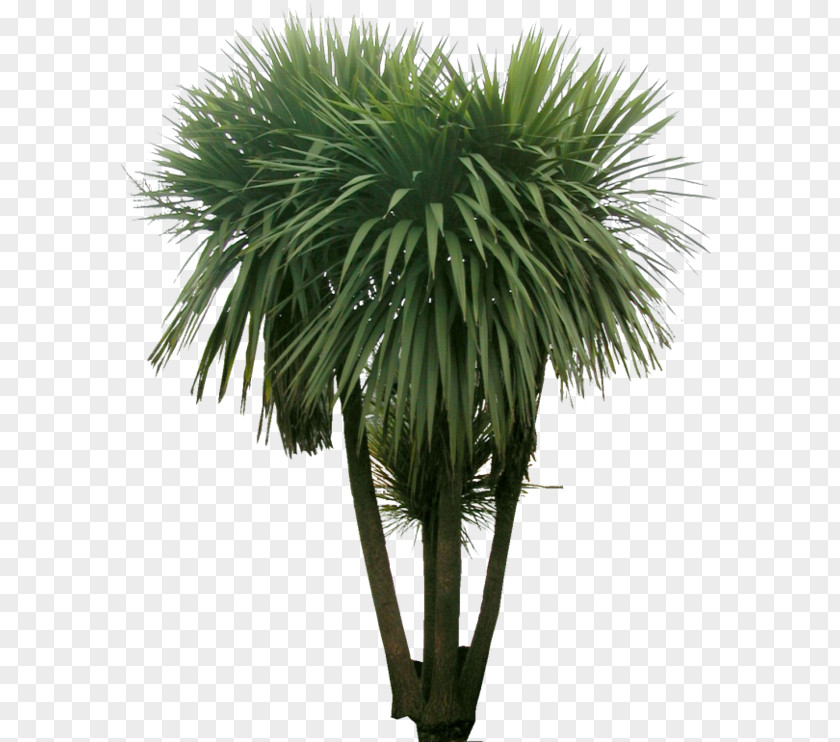 Tree Arecaceae Plant Fern Landscape PNG