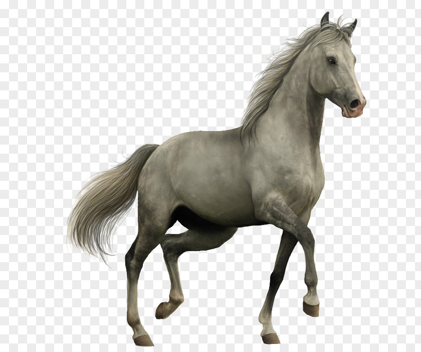 Whitehorse American Paint Horse Akhal-Teke Spanish Mustang Black PNG