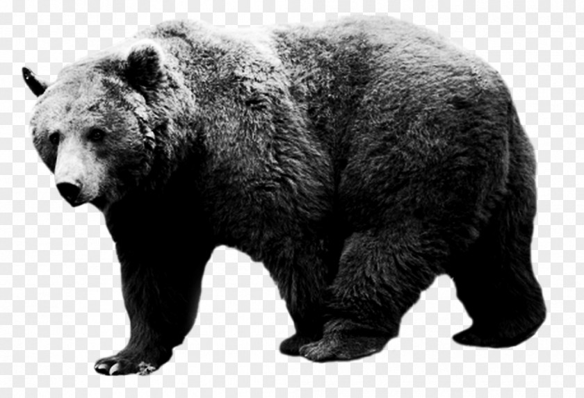 Bear American Black Grizzly Alaska Peninsula Brown Tumblr PNG