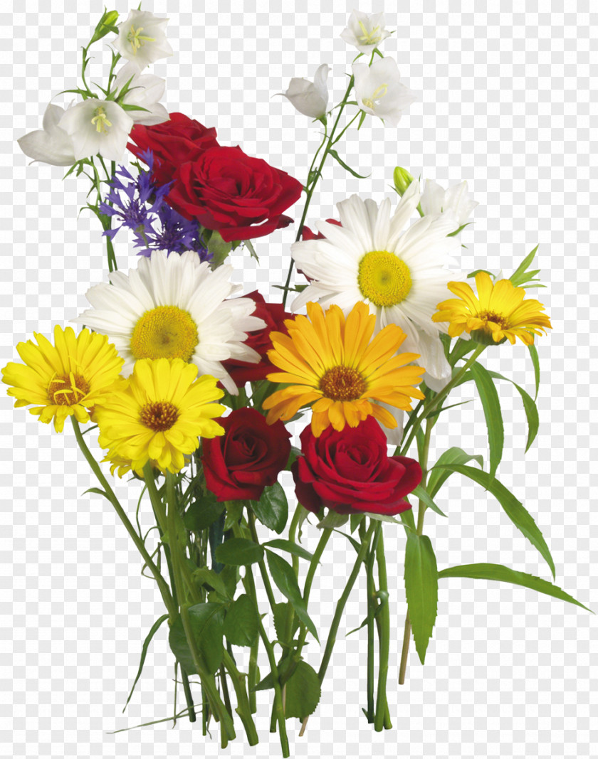 Camomile Flower Of The Fields Bouquet Garden Roses Transvaal Daisy PNG