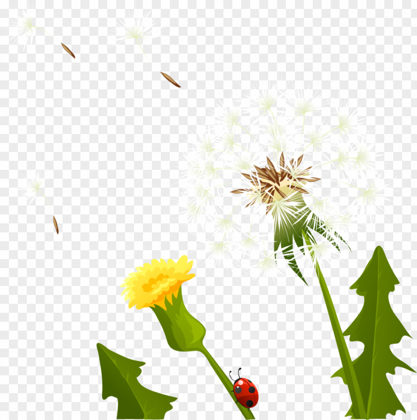 Dandelion Yellow Flower Petal PNG