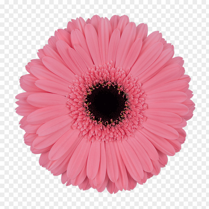 Flower Transvaal Daisy Pink Flowers Intenzz Cut PNG