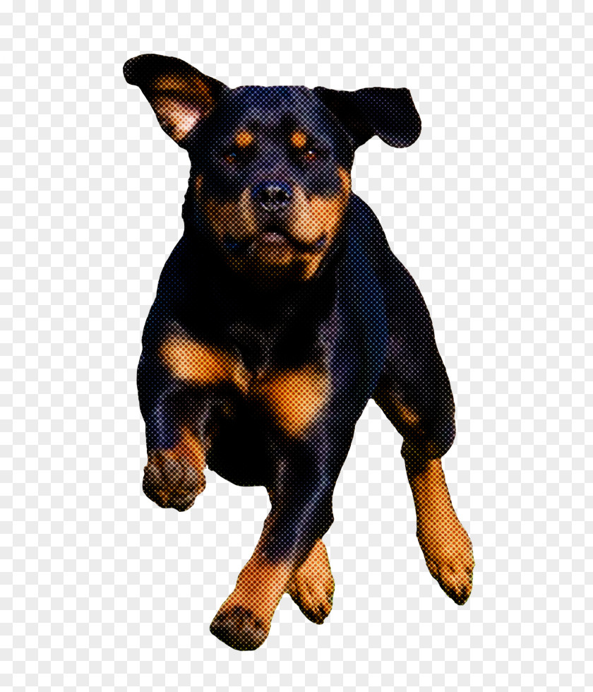 German Pinscher Puppy Dobermann Rottweiler Miniature PNG