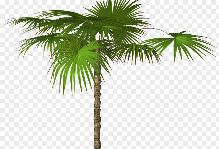 Palm Tree Adonidia Desktop Wallpaper Clip Art PNG