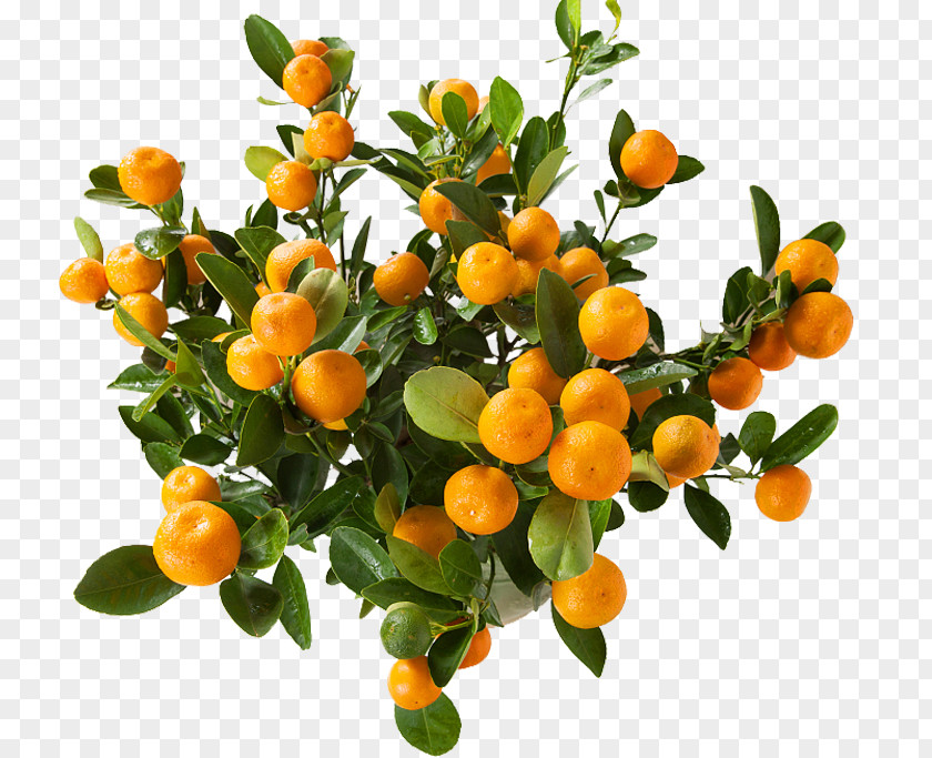Potted Trees Juice Clementine Mandarin Orange Kumquat PNG