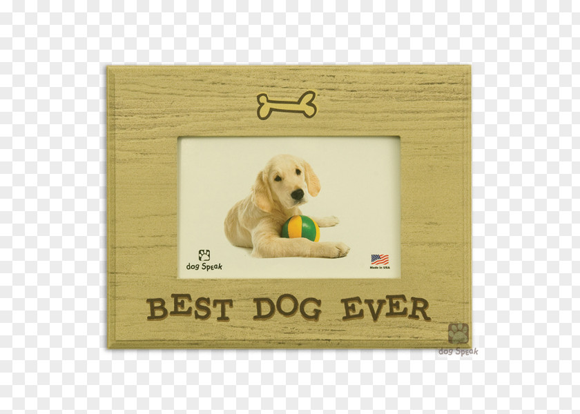 Puppy Jack Russell Terrier Picture Frames Pet Cat PNG