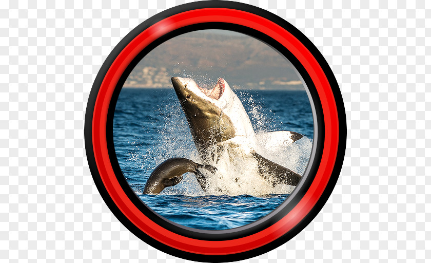 Shark Great White Animal Earless Seal Oceanic Whitetip PNG