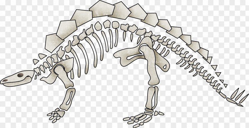 Dinosaur Skeleton Tyrannosaurus Human Bone PNG