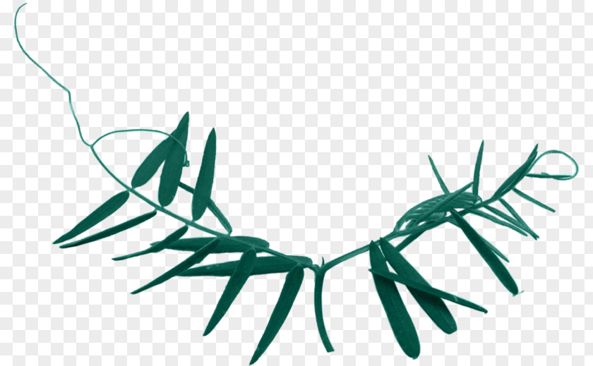 Leaf Plant Stem Liana Branch Clip Art PNG
