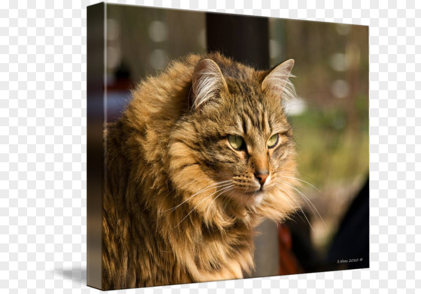 Maine Coon American Bobtail Siberian Cat Norwegian Forest Whiskers PNG